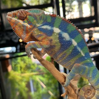 Ambanja Panther Chameleon