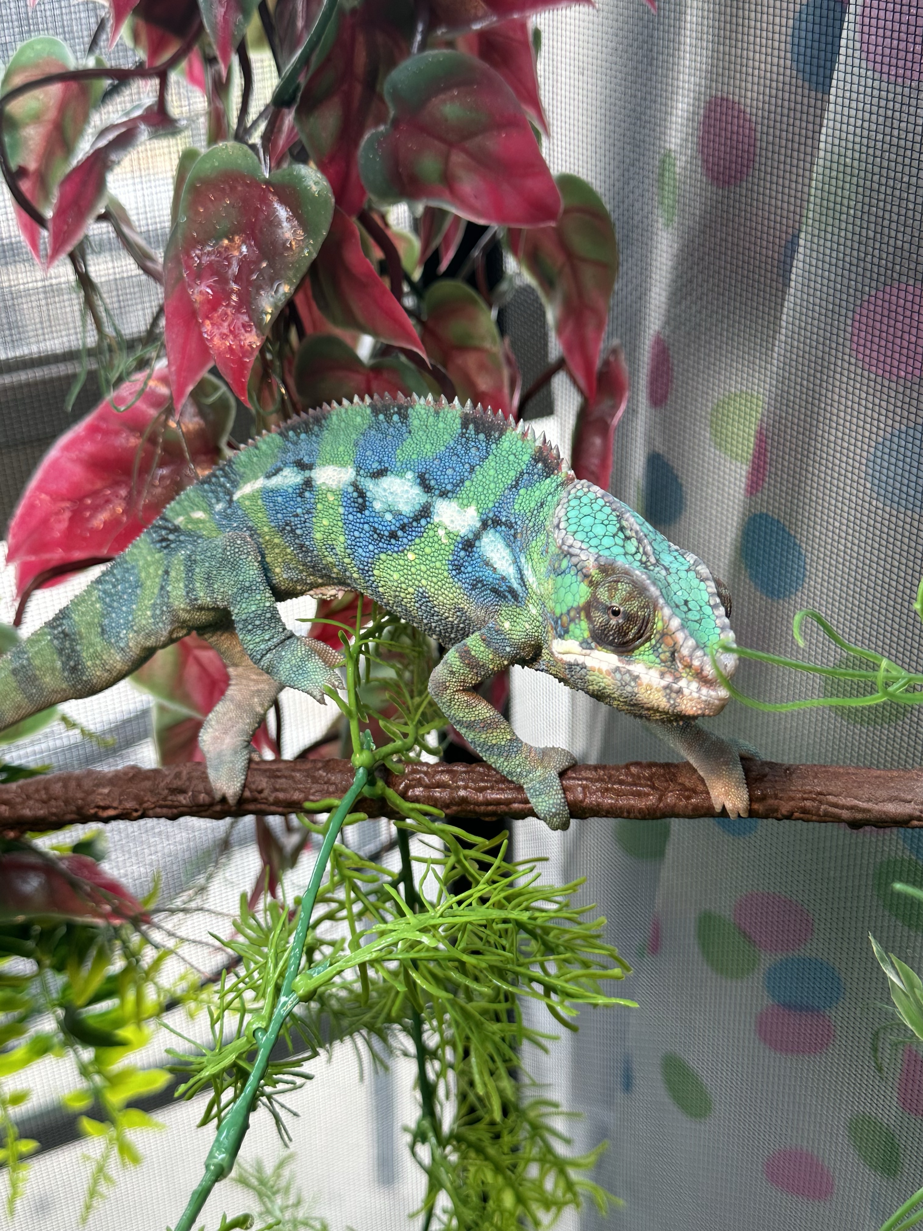Ambanja Panther Chameleon