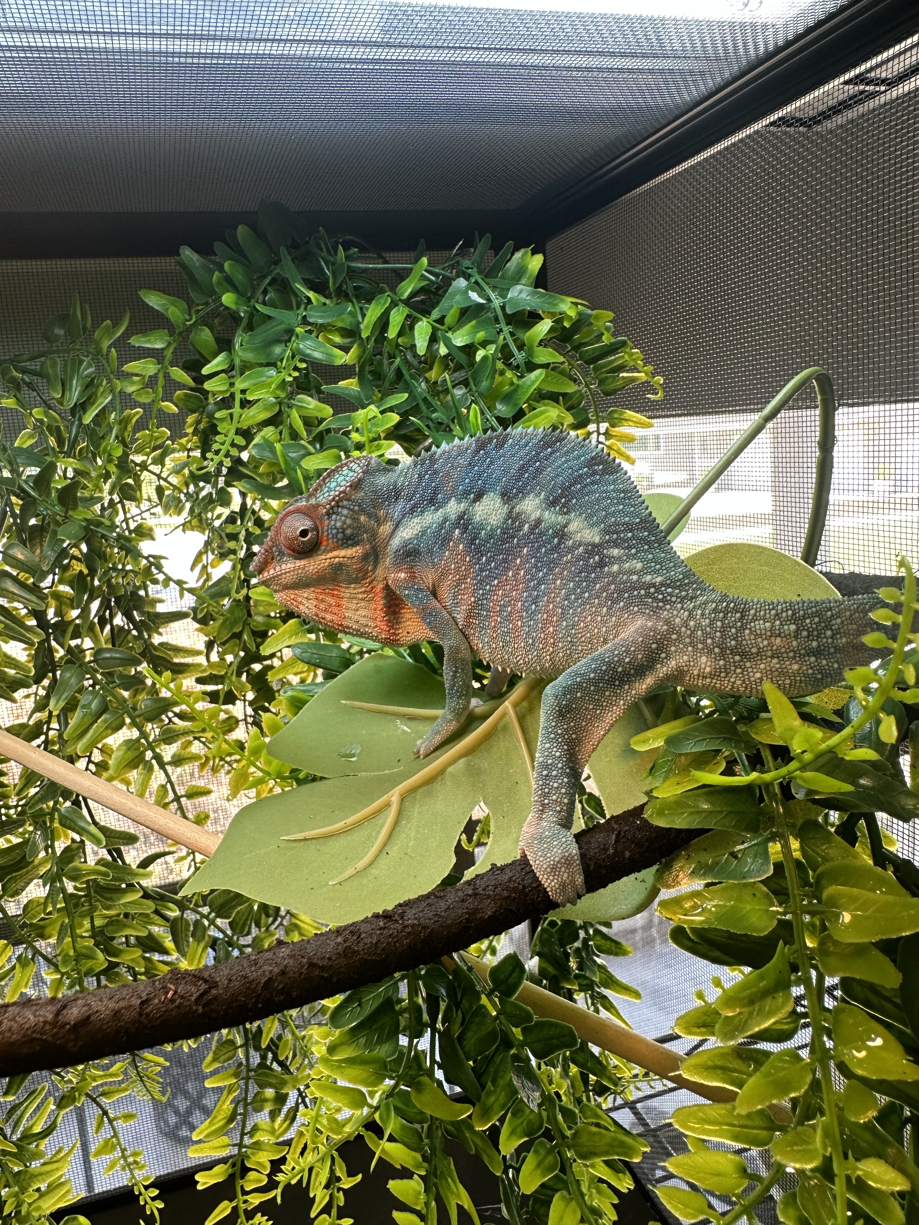 Ambanja Panther Chameleon