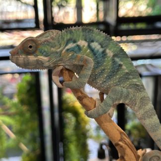 Ambanja Panther Chameleon