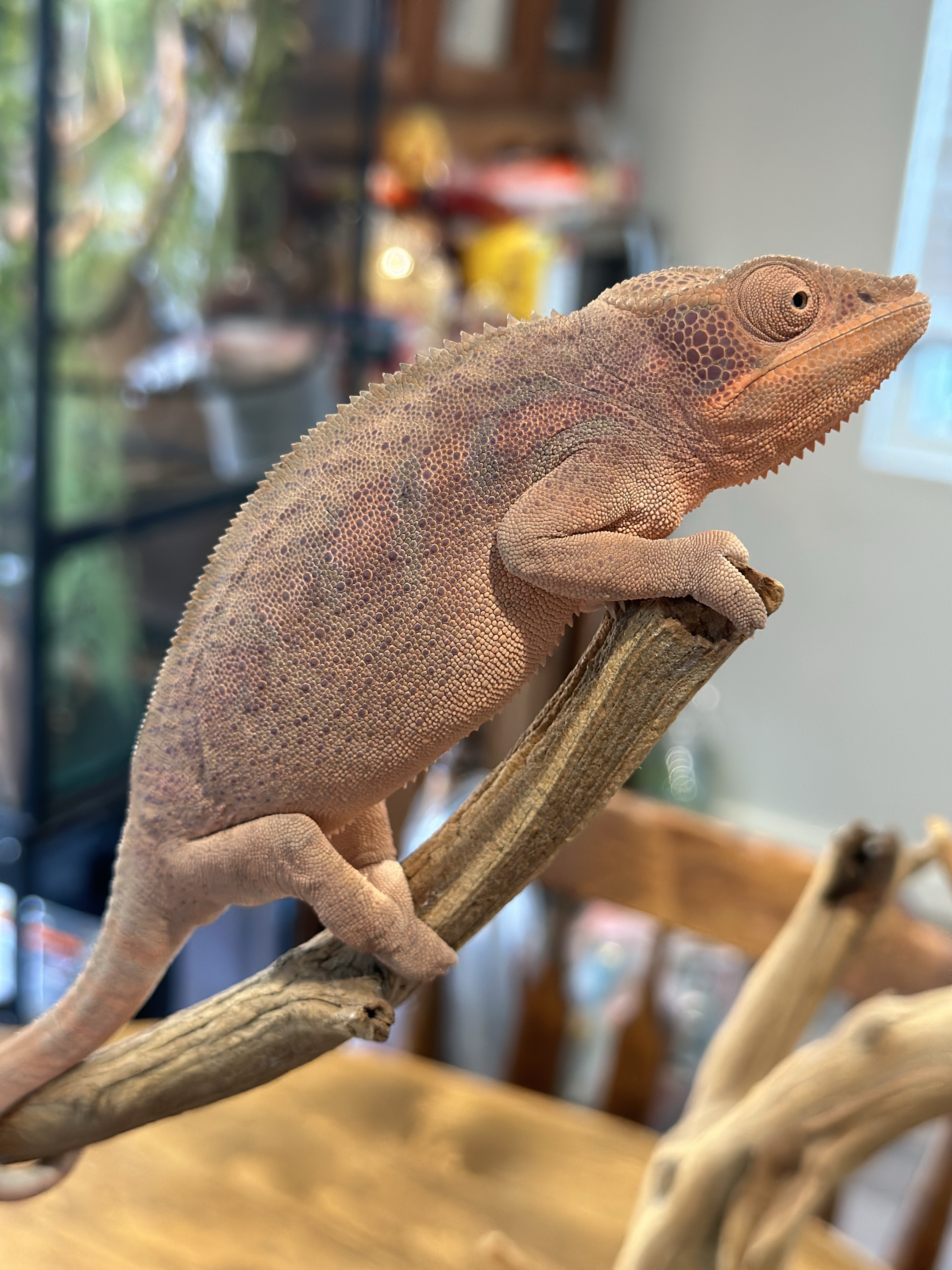Ambanja Panther Chameleon