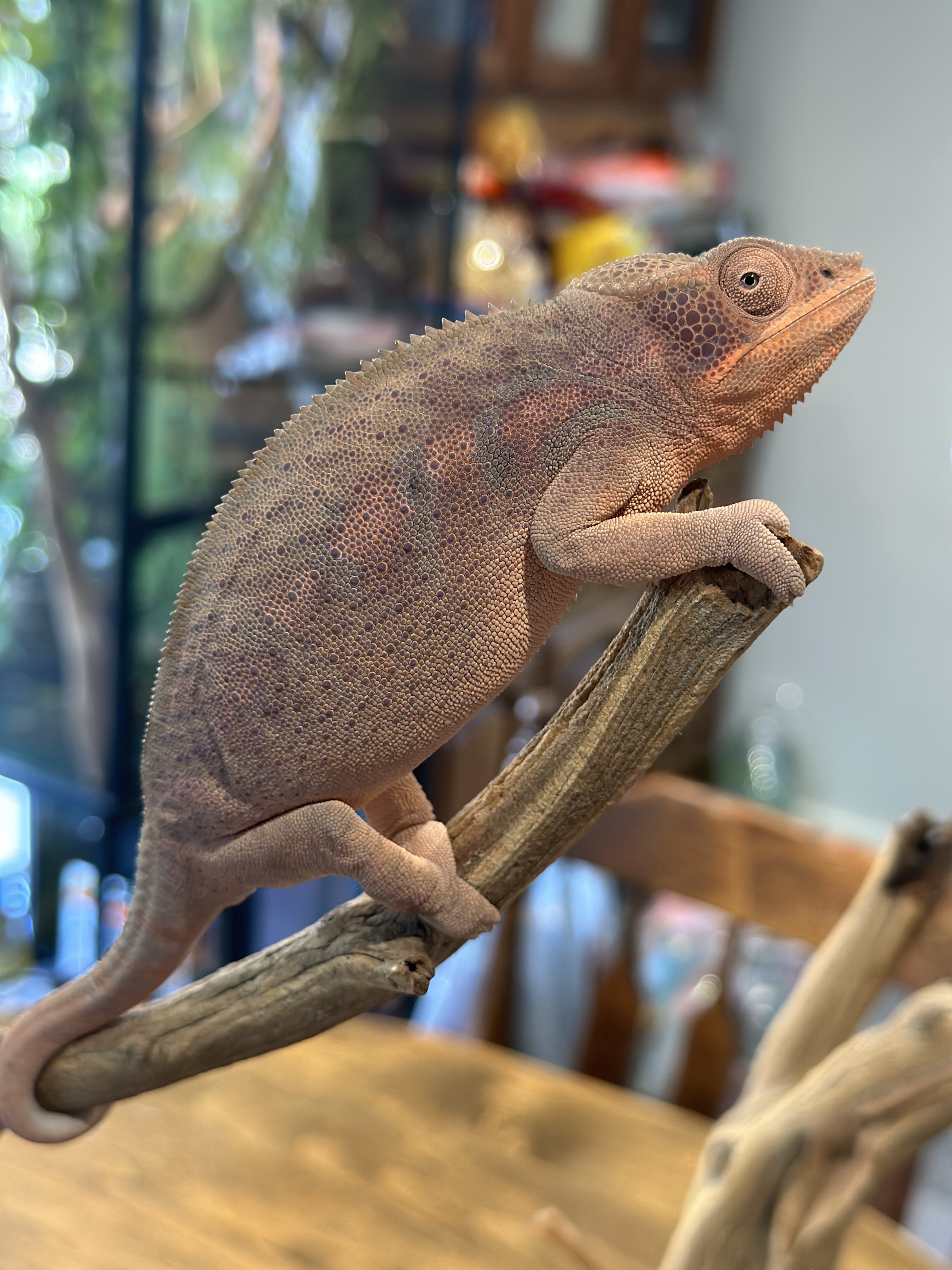 Ambanja Panther Chameleon