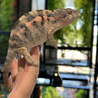 Ambanja Panther Chameleon