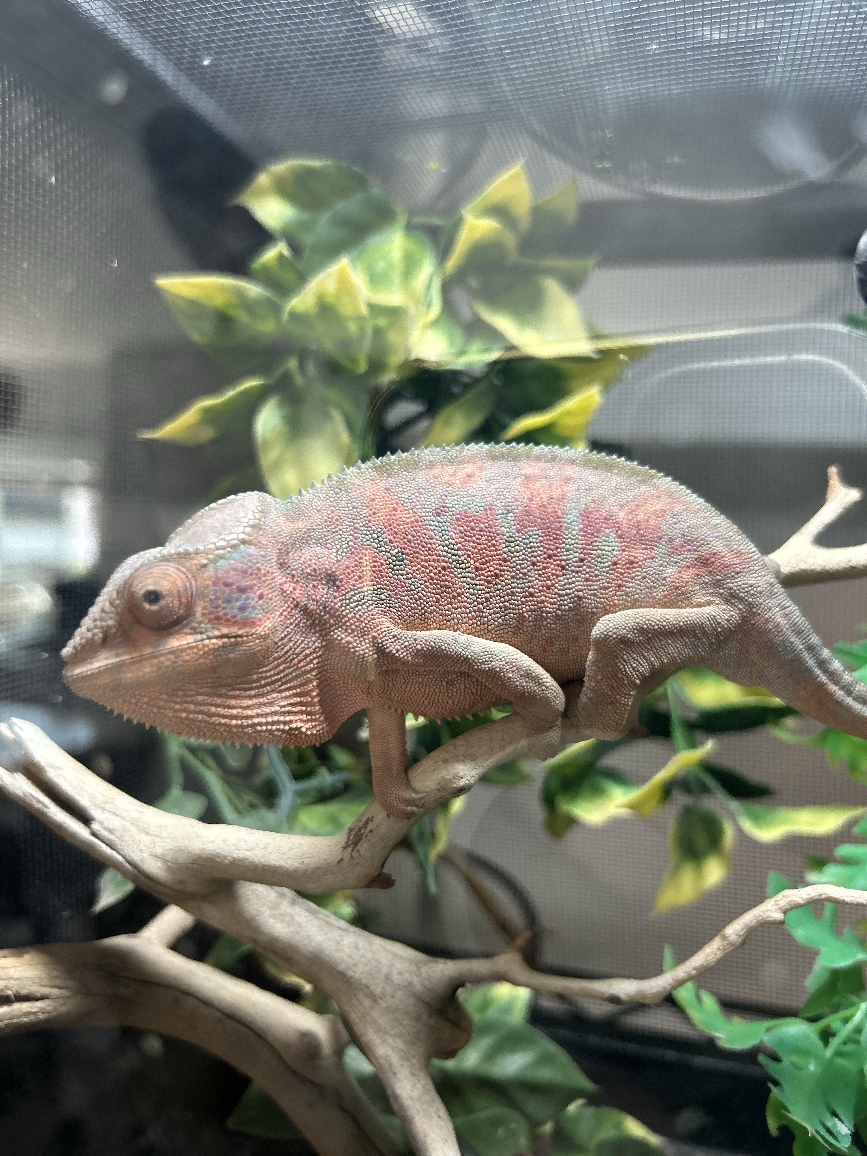 Ambanja Panther Chameleon