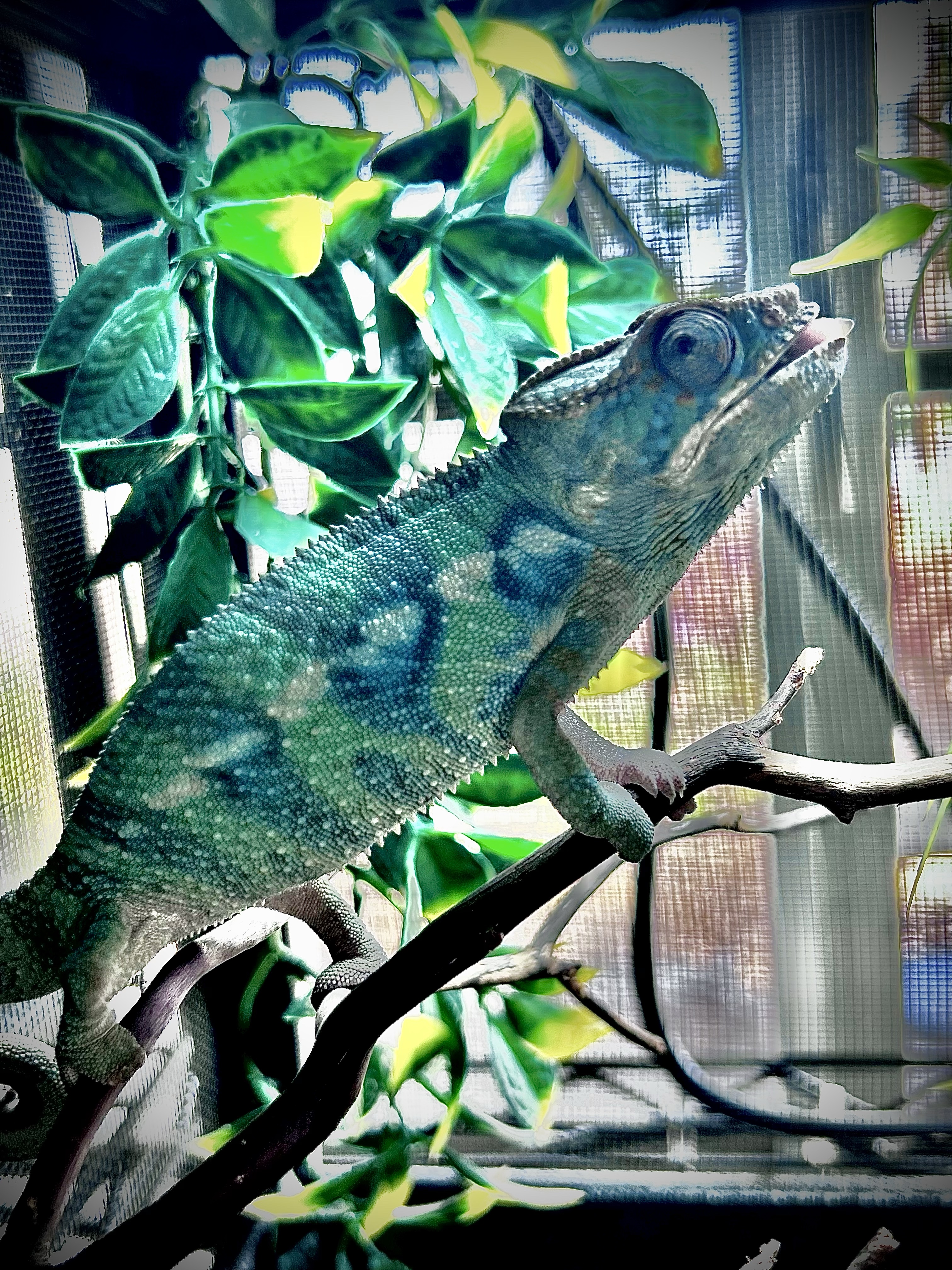 Ambanja Panther Chameleon